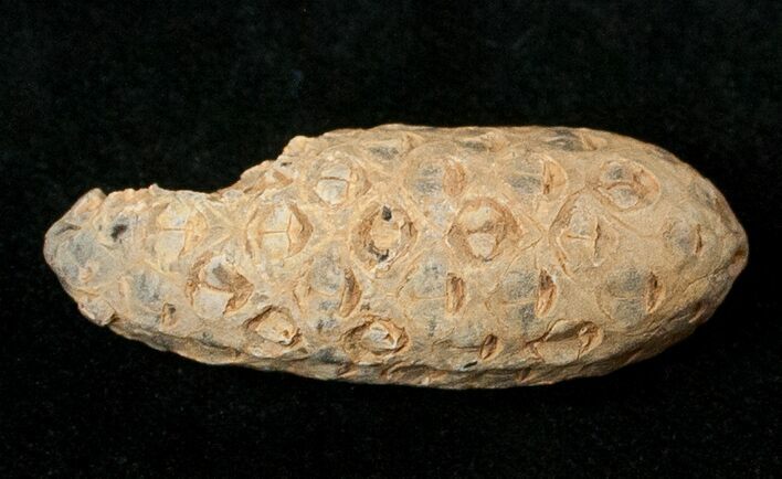 Agatized Fossil Pine (Seed) Cone From Morocco #17458